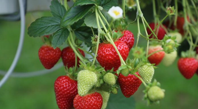 Meksykański eksport owoców jagodowych rośnie jak na drożdżach