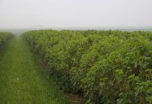 Rozszerzona rejestracja dla preparatu Teldor 500 SC