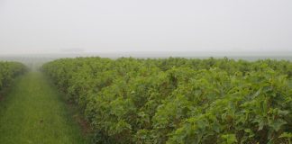 Rozszerzona rejestracja dla preparatu Teldor 500 SC