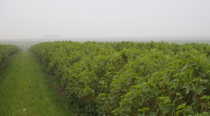 Rozszerzona rejestracja dla preparatu Teldor 500 SC