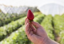 CPM Retail teraz pod szyldem Soloberry