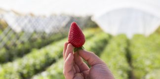 CPM Retail teraz pod szyldem Soloberry