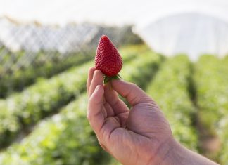CPM Retail teraz pod szyldem Soloberry