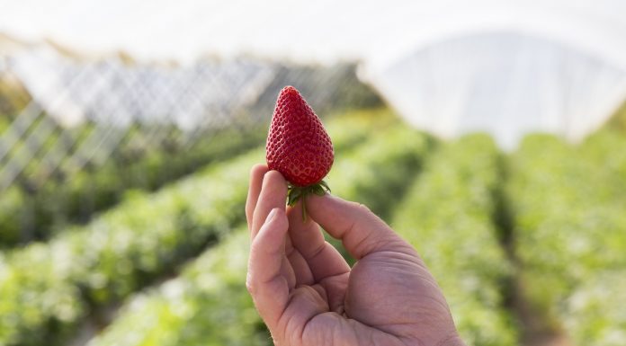 CPM Retail teraz pod szyldem Soloberry