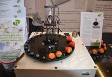 Dla jagodowych w holenderskim s’ Hertogenbosch