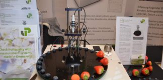 Dla jagodowych w holenderskim s’ Hertogenbosch