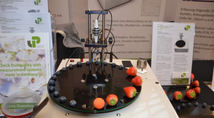 Dla jagodowych w holenderskim s’ Hertogenbosch