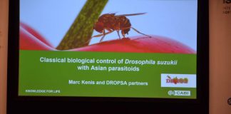 Jagodowy kongres w Holandii