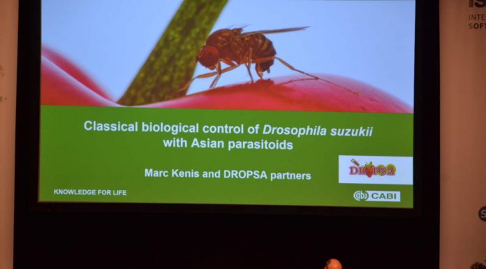 Jagodowy kongres w Holandii