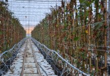 Świeże owoce jagodowe również zimą