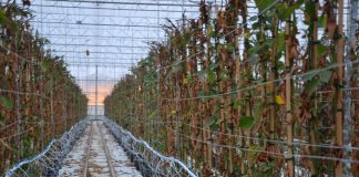 Świeże owoce jagodowe również zimą