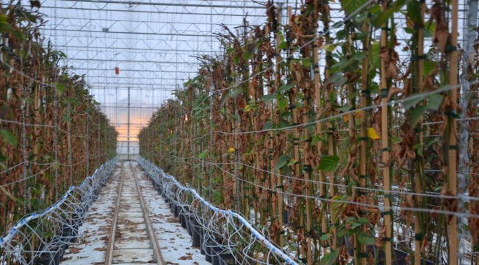 Świeże owoce jagodowe również zimą