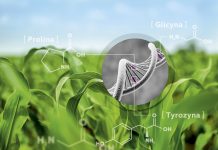 Aminokwasy nie tylko interwencyjnie