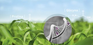 Aminokwasy nie tylko interwencyjnie