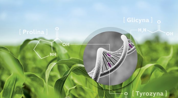 Aminokwasy nie tylko interwencyjnie