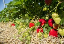 Biostymulacja – czy warto? faith