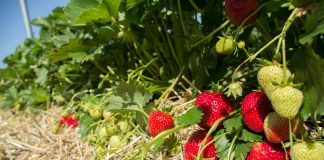 Biostymulacja – czy warto? faith