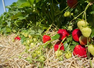 Warte uwagi nowe odmiany truskawek z Flevo Berry faith