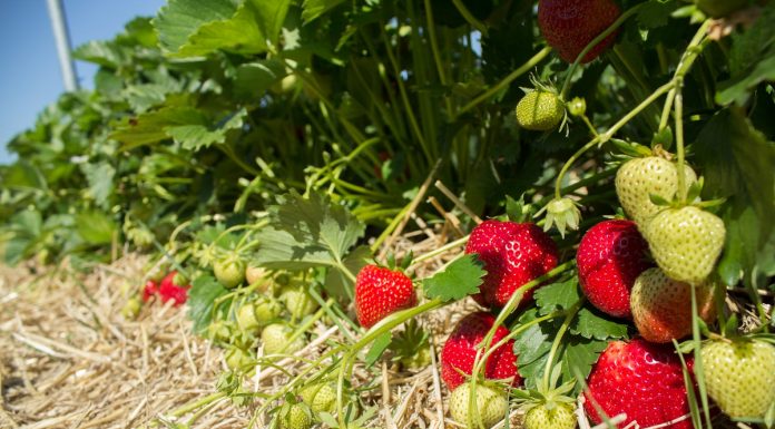 Biostymulacja – czy warto? faith