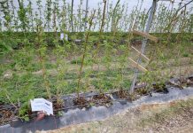 Azot i nie tylko w malinach