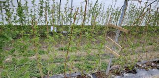 Azot i nie tylko w malinach