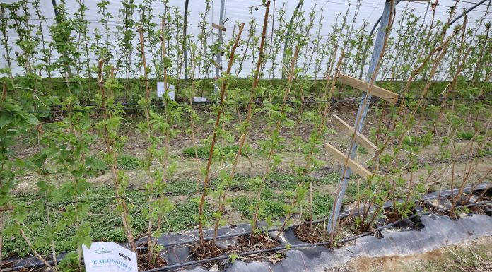 Azot i nie tylko w malinach