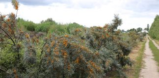 Konferencja Perspektywiczne gatunki sadownicze (Cz. 2)