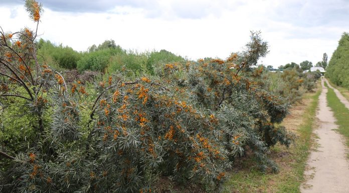 Konferencja Perspektywiczne gatunki sadownicze (Cz. 2)