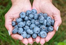 Moda na borówki, czy coś więcej?