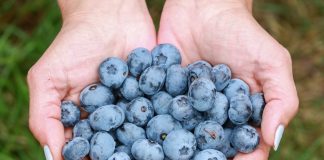 Moda na borówki, czy coś więcej?