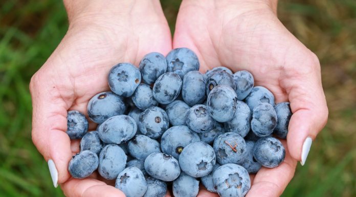 Moda na borówki, czy coś więcej?