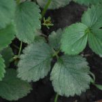 Wczesnowiosenne uderzenie w przędziorki