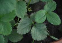 Wczesnowiosenne uderzenie w przędziorki