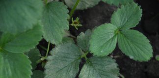 Wczesnowiosenne uderzenie w przędziorki