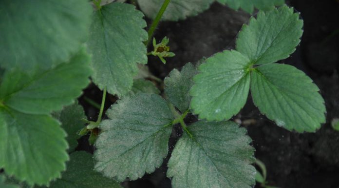 Wczesnowiosenne uderzenie w przędziorki