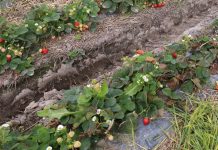 Błędy w gruntowej uprawie truskawki i możliwości ich uniknięcia