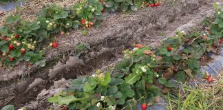 Błędy w gruntowej uprawie truskawki i możliwości ich uniknięcia