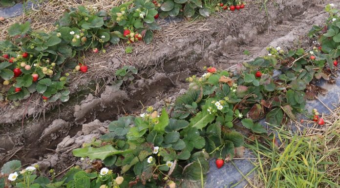 Błędy w gruntowej uprawie truskawki i możliwości ich uniknięcia