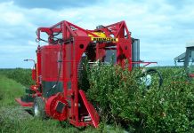 Kombajn KAREN – niezastąpiony w zbiorze maliny i borówki amerykańskiej
