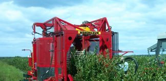 Kombajn KAREN – niezastąpiony w zbiorze maliny i borówki amerykańskiej