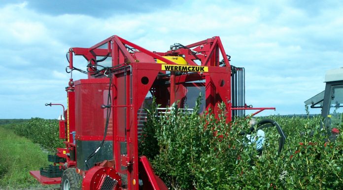 Kombajn KAREN – niezastąpiony w zbiorze maliny i borówki amerykańskiej