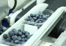 Maszyny do ważenia i pakowania jagodowych
