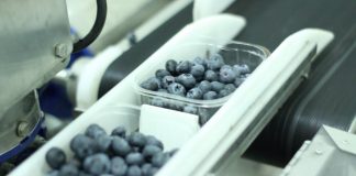 Maszyny do ważenia i pakowania jagodowych