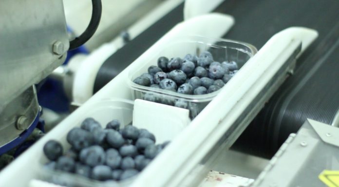 Maszyny do ważenia i pakowania jagodowych