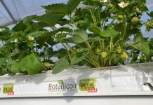 Nowa jakość podłoży kokosowych dostępna dla polskich producentów