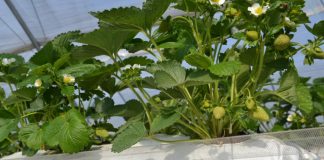 Nowa jakość podłoży kokosowych dostępna dla polskich producentów