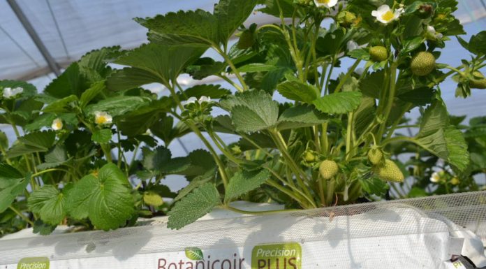 Nowa jakość podłoży kokosowych dostępna dla polskich producentów