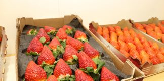Globalny rynek truskawki: popyt przewyższa podaż