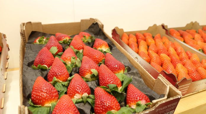 Globalny rynek truskawki: popyt przewyższa podaż
