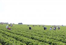 Nowe zasady zatrudniania cudzoziemców – na debacie w czasie Jagodowych Trendów